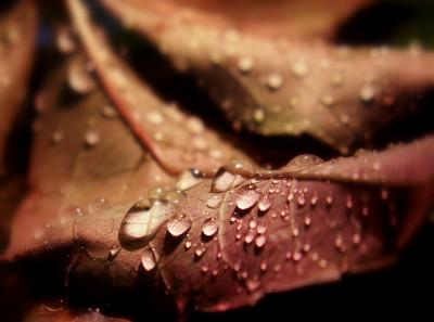 autumnrain IV