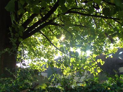 Sonnenstrahlen durch eine Baumkrone