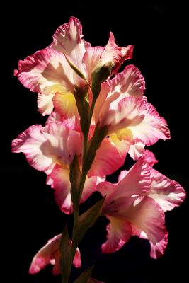 Gladiole im Gegenlicht