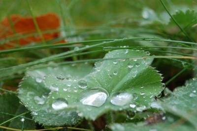 Frauenmantel im Regen