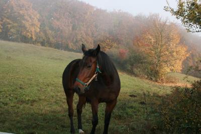 Braune im Herbst 2