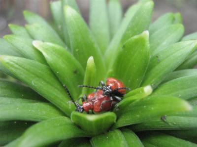 Rote poppende Käfer