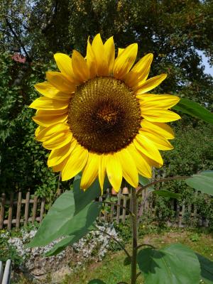 Sonnenblume