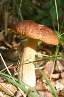 Steinpilz 2