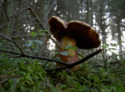 Im Wald, da steht er