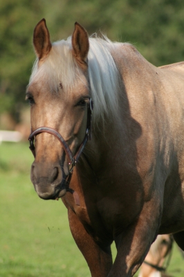 Pferde Portrait