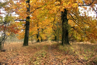 Herbst im Wald