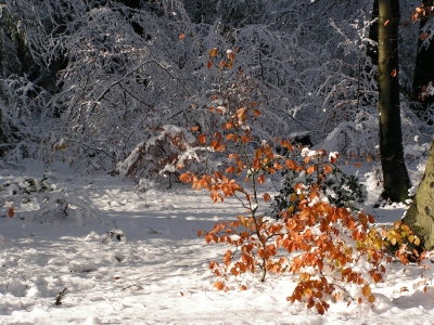 Herbst-Winter Kontraste
