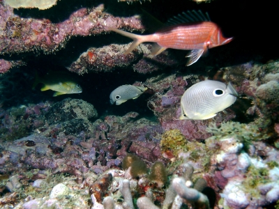 Korallenriffbewohner Grenada Karibik