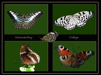 Collage-Schmetterlinge