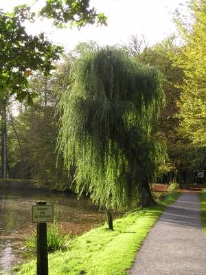 *Trauerweide am Angelteich*