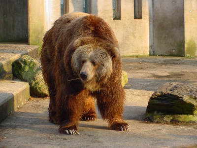 Beschwingter Bär