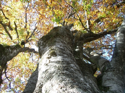 Herbstlaub am Baum