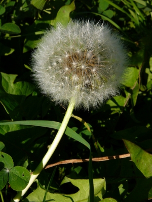 Pusteblume