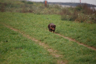 Laufender Hund