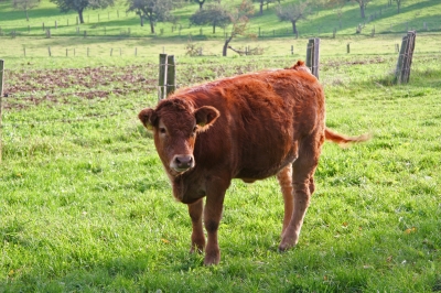 Rind auf der Weide