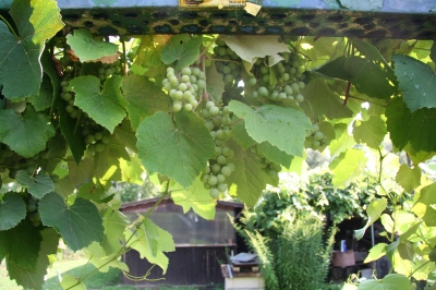 Wein im Schrebergarten