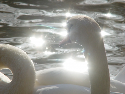 Glitzernder Schwan