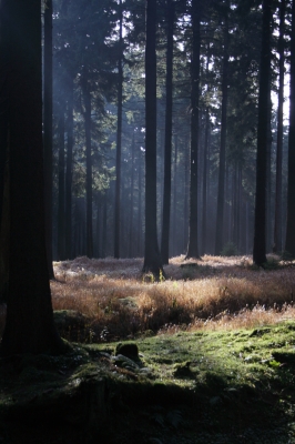 Im Wald 2