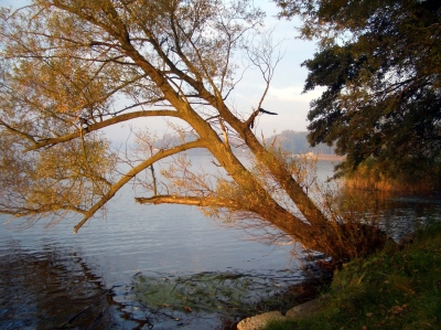Ein Baum am See in Osterode ( Ostroda )