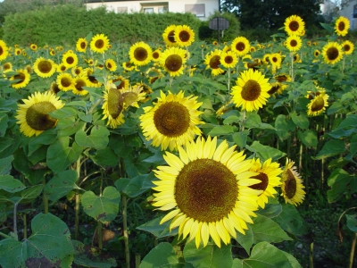 Sonnenblumenfeld V