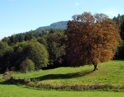 roter Baum