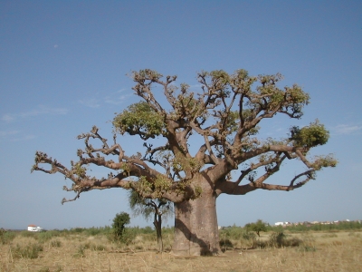 Baobab