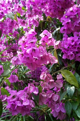 Blume auf Insel Brissago