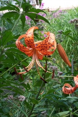 Blume auf Insel Brissago