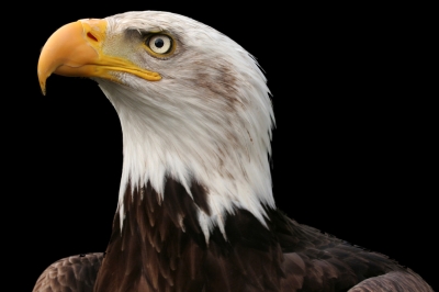 the mighty american bald eagle