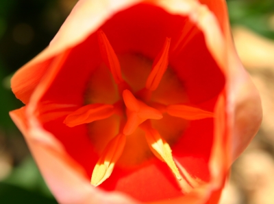 Tulpe