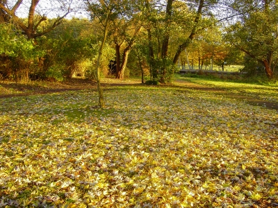 Herbstlaub