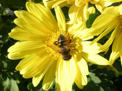 Biene mit Blüte