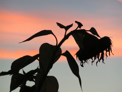 Die letzte Sonnenblume