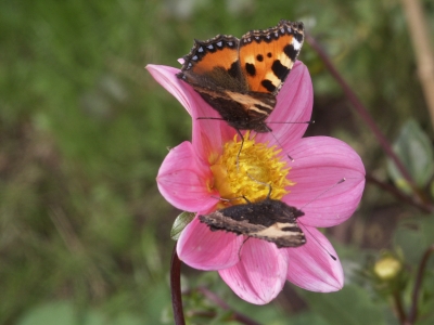 Schmetterling auf Dahlie