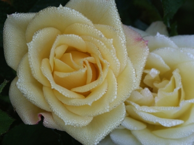 mit Morgentau bedeckte Rosen im Oktober