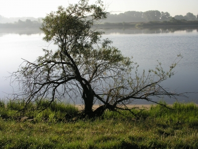 Weide am Fluss