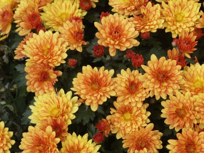 Chrysanthemen