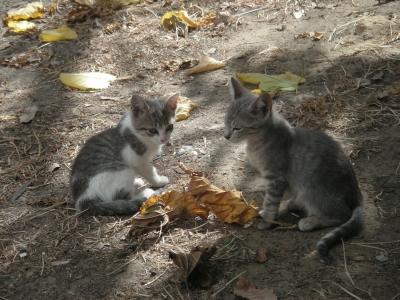 Katzen-Herbst