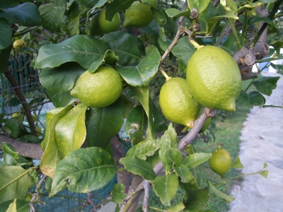 Garten im November 1 - Zitronen