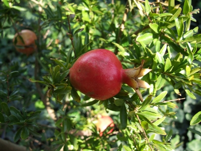 Garten im November 2 Granatäpfel