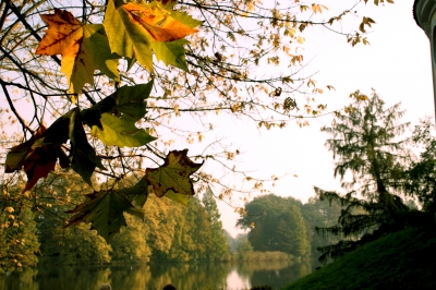 Herbst im Wörlitzer Park