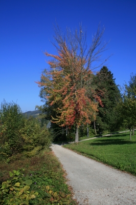 Herbstbaum