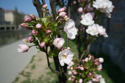 Blumen Frühling