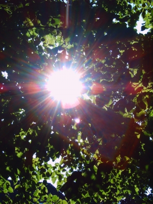 Sun & Tree