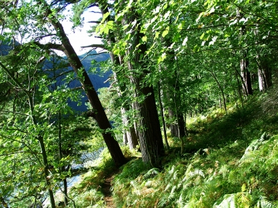 Irischer Wald am See