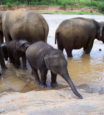 Elefanten Weisenhaus1 Sri Lanka