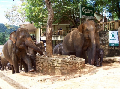 Elefanten Weisenhaus2 Sri Lanka
