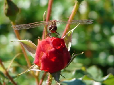 Libelle auf Rose