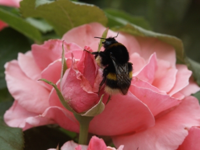 Hummel erkundet Rose (1)